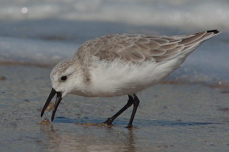 Drieteenstrandloper